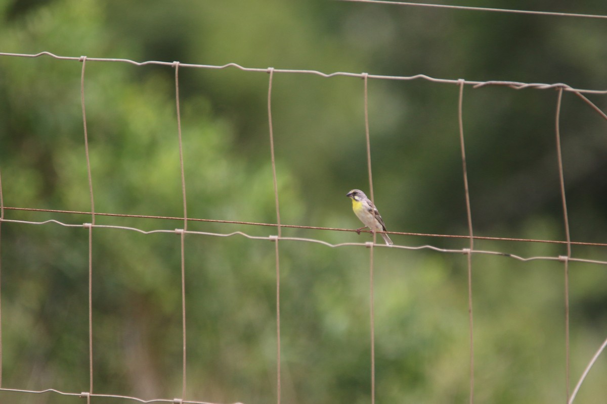 Lemon-breasted Seedeater - ML652189771