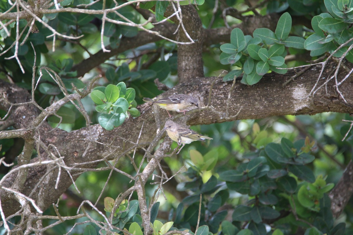 Lemon-breasted Seedeater - ML652189772