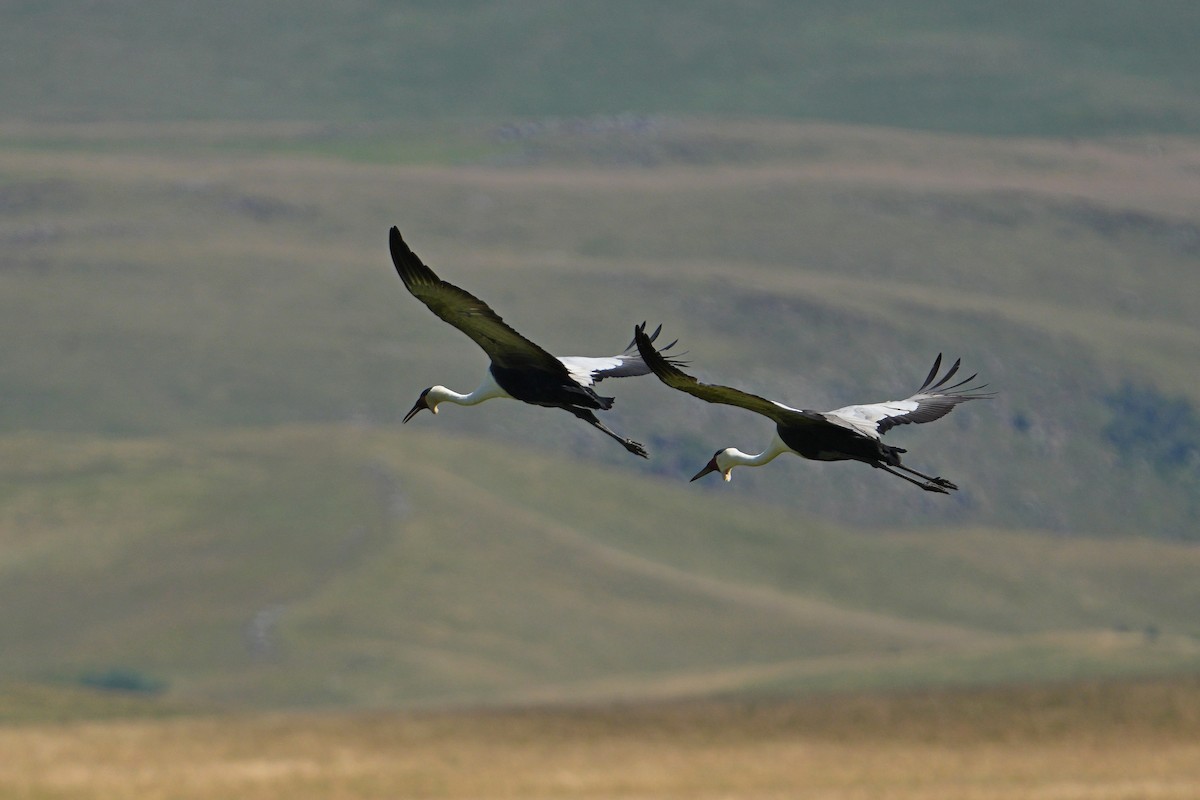 Wattled Crane - ML652189777