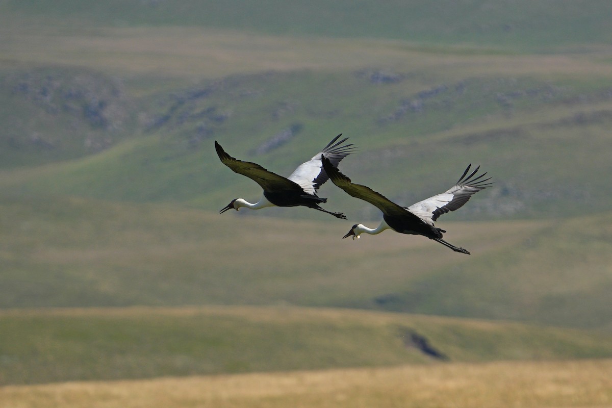 Wattled Crane - ML652189778