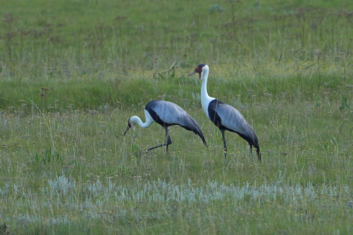 Wattled Crane - ML652189779