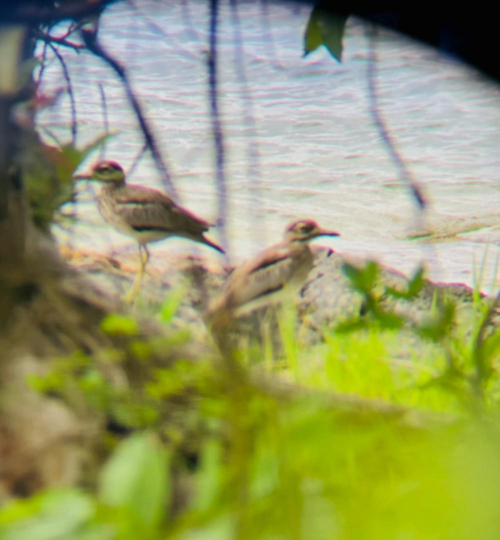 Водяная авдотка - ML652189792