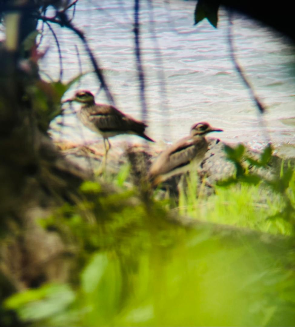 Водяная авдотка - ML652189793