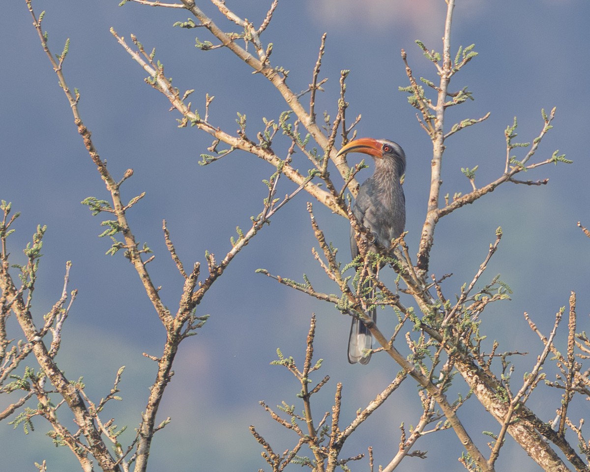 Malabar Gray Hornbill - ML652189798