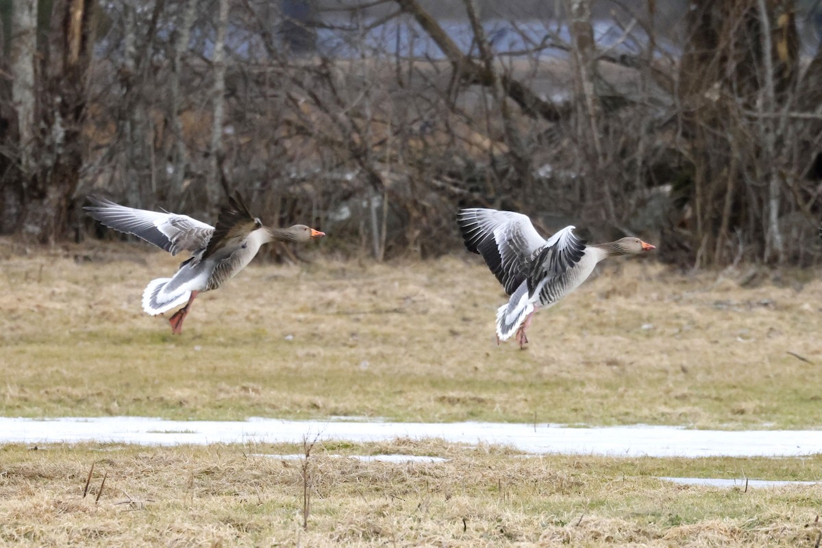 회색기러기 - ML652189837