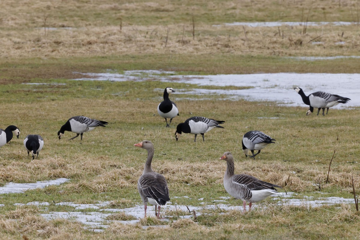 흰얼굴기러기 - ML652189846