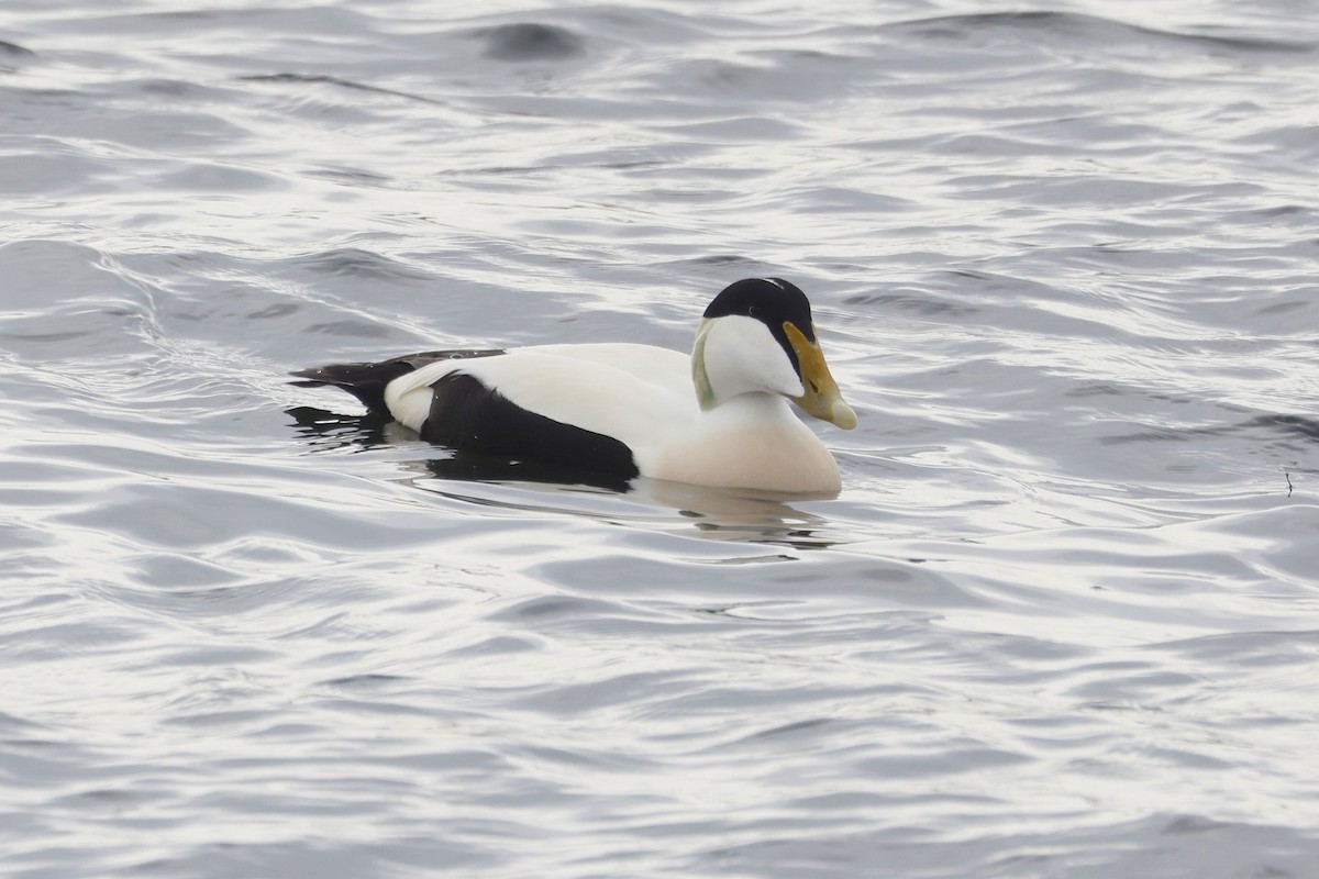 Common Eider - ML652189858