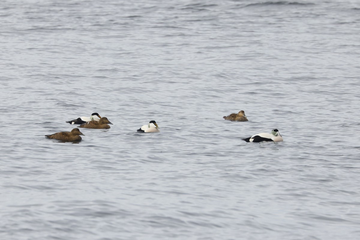 Common Eider - ML652189859