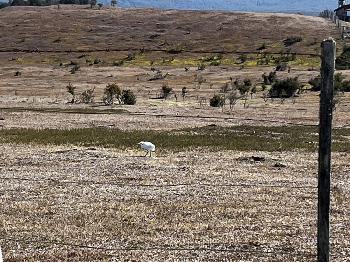 volavka rusohlavá - ML652189881