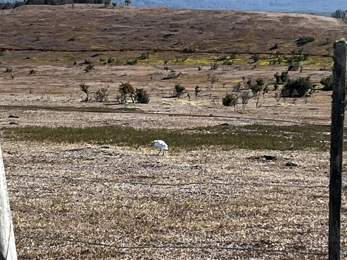 volavka rusohlavá - ML652189882