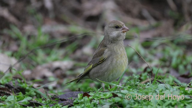 Verderón Común - ML652189984