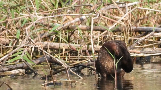 צולל ביצות - ML652189996