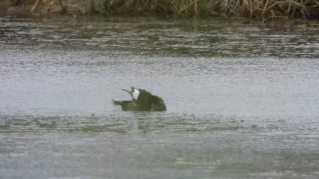 צולל ביצות - ML652190005