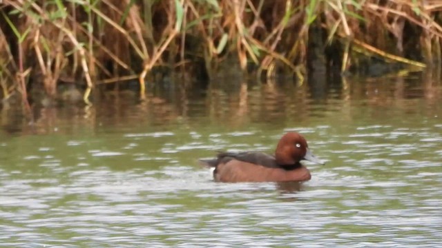 צולל ביצות - ML652190018