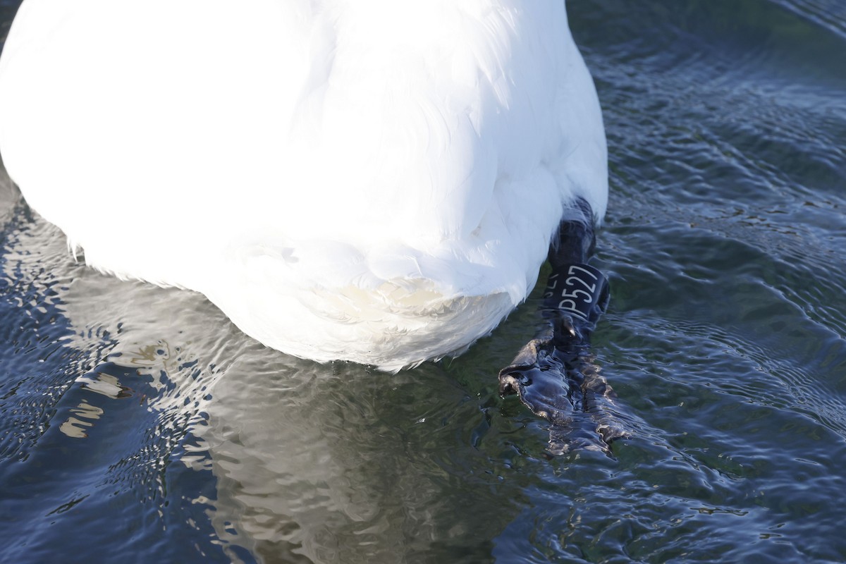 혹고니 - ML652190076