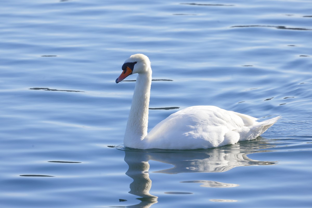 혹고니 - ML652190077