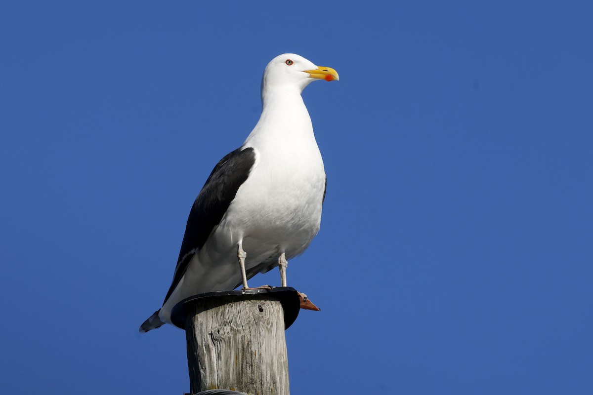 Great Black-backed Gull - ML652190082