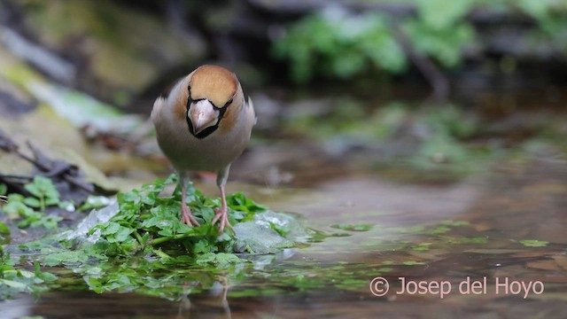 Picogordo Común - ML652190092