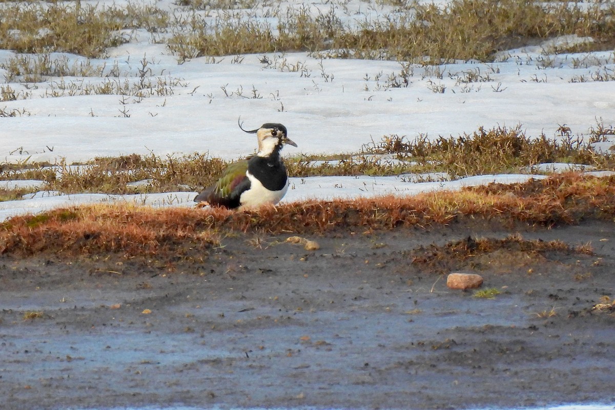 댕기물떼새 - ML652190193