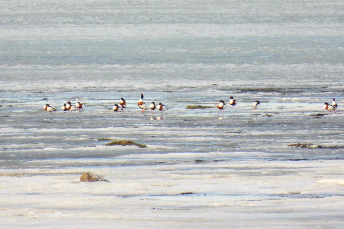 혹부리오리 - ML652190194