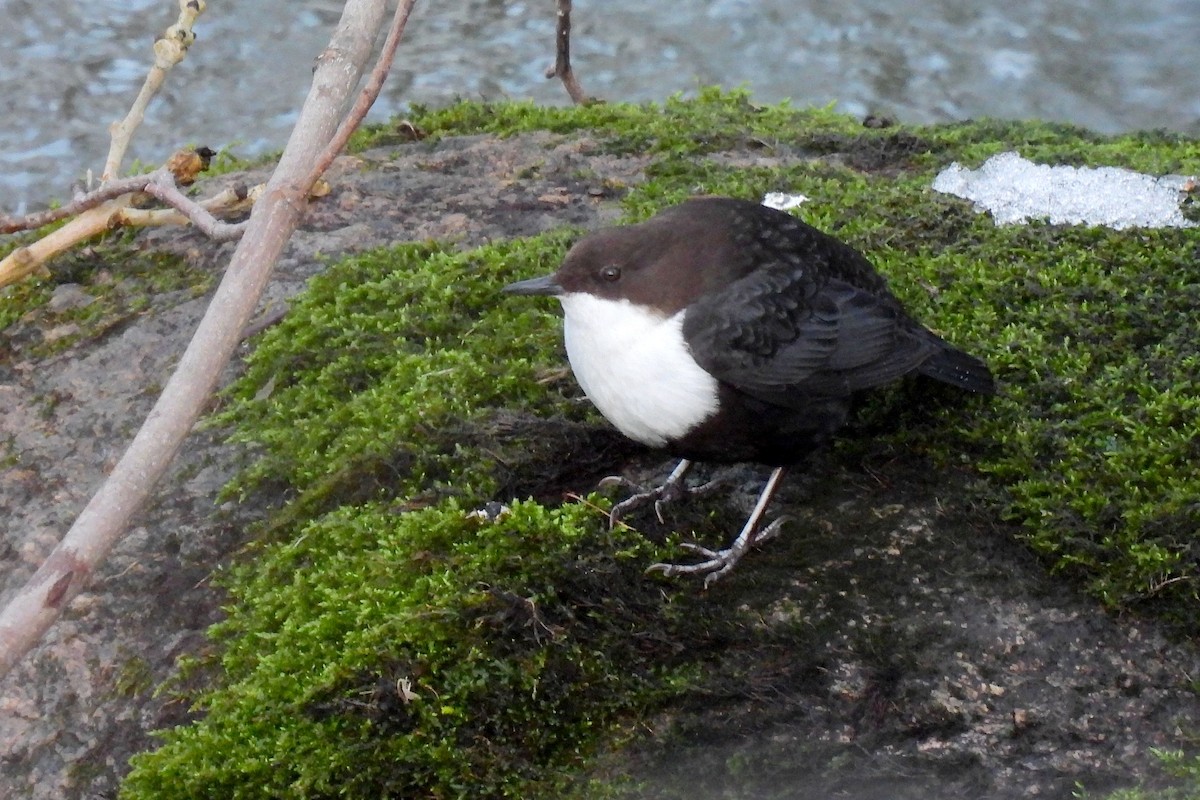 White-throated Dipper - ML652190206