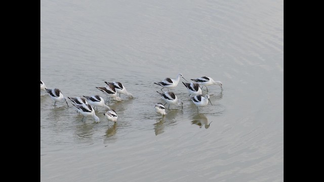 American Avocet - ML652190240