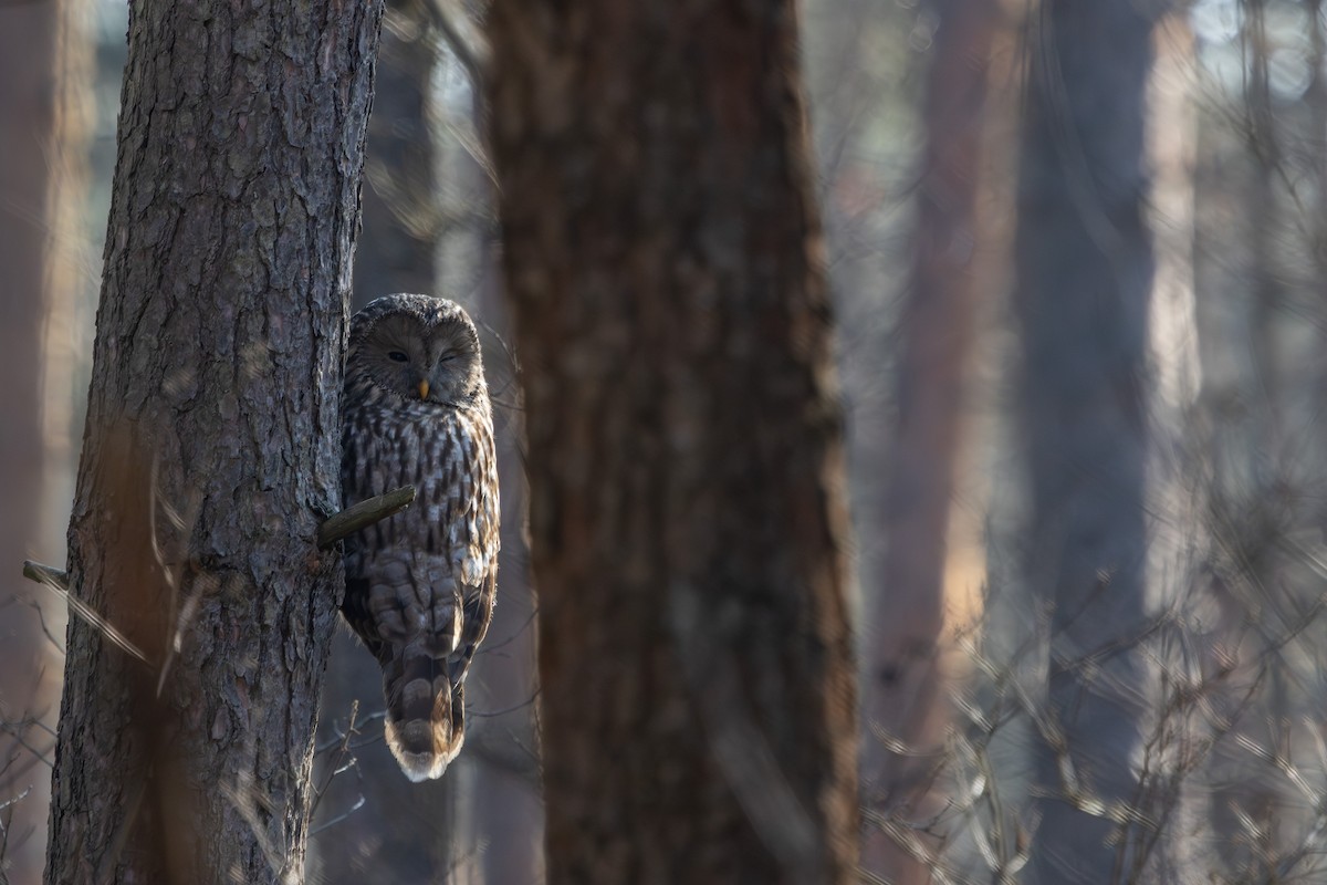 Habichtskauz - ML652190290