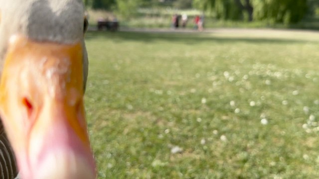 אווז אפור - ML652190312