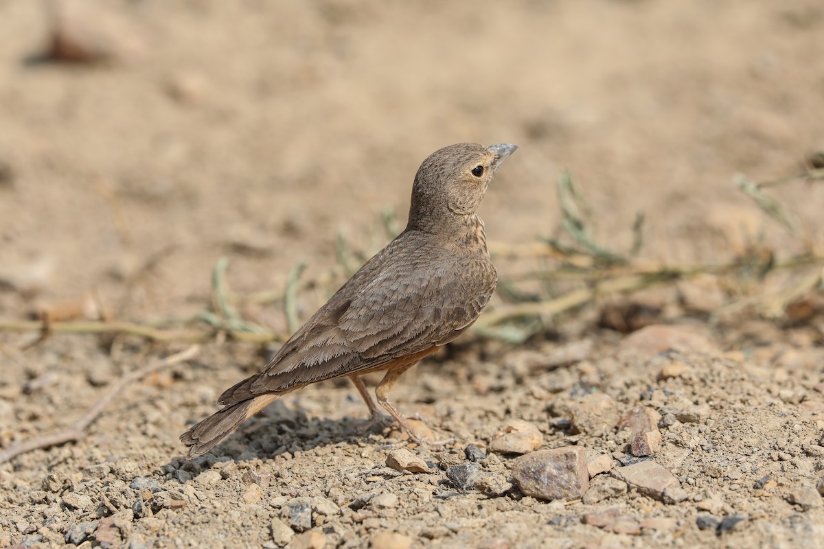 ruststjertlerke - ML652190362