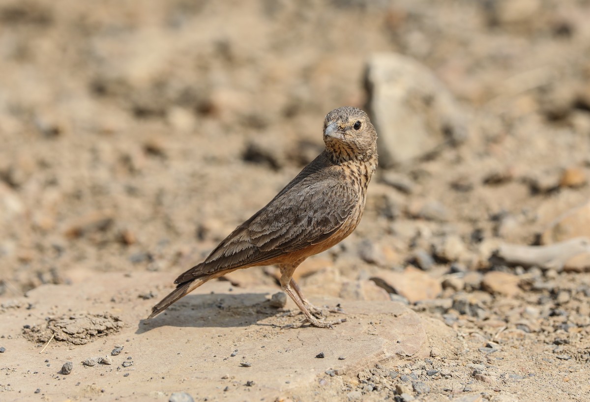 ruststjertlerke - ML652190363