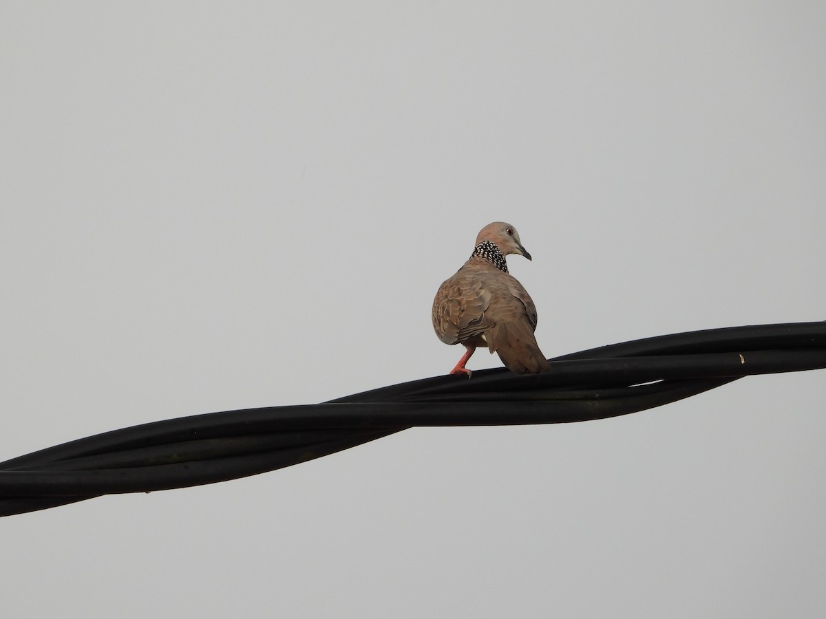 perlekragedue - ML652190367