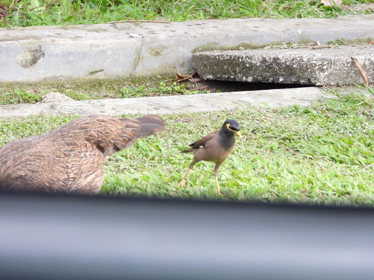 hyrdestær - ML652190370