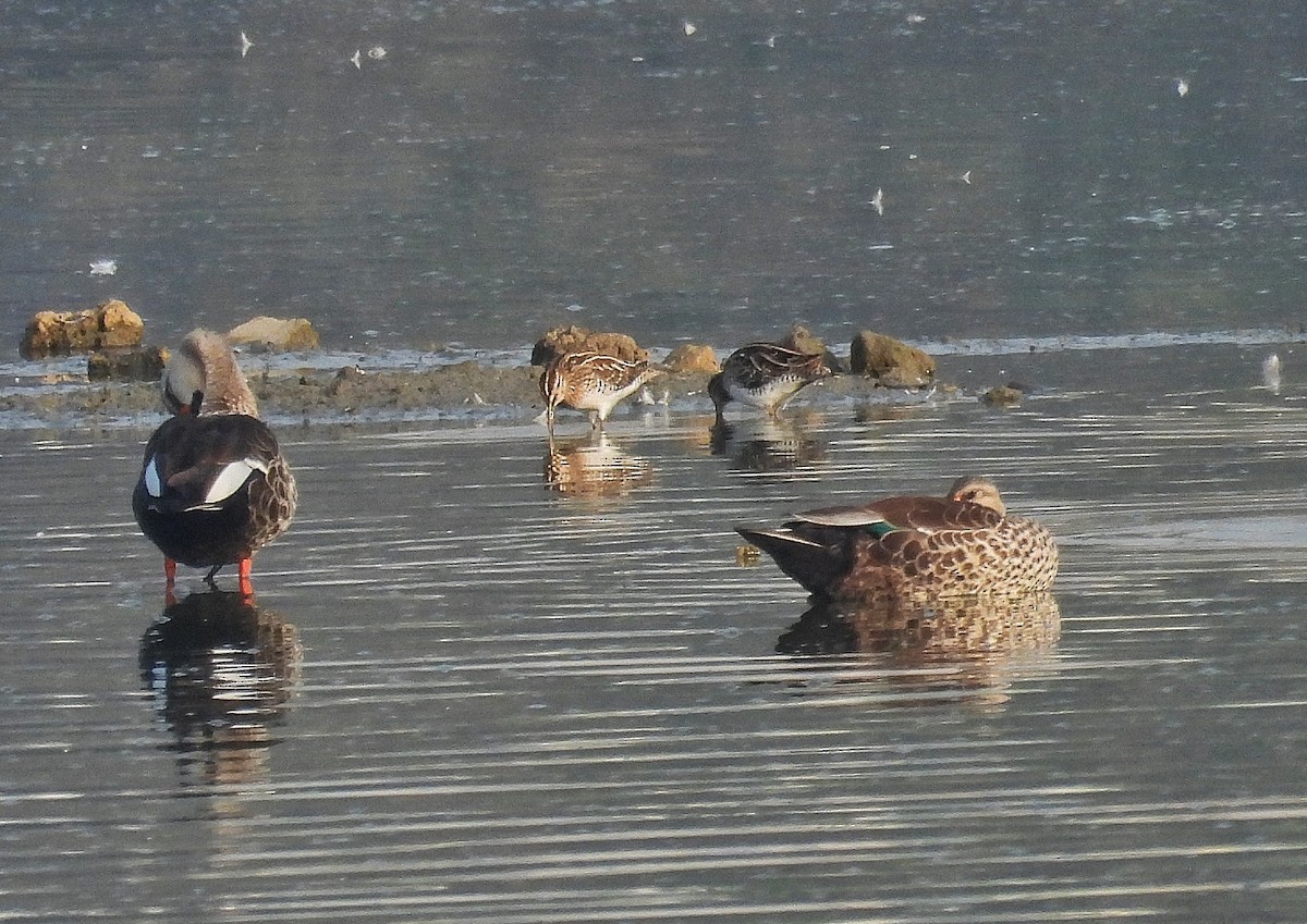 sibirbekkasin - ML652190372