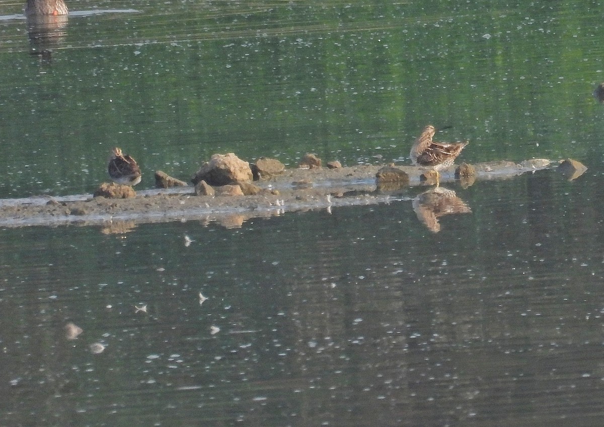 enkeltbekkasin - ML652190373