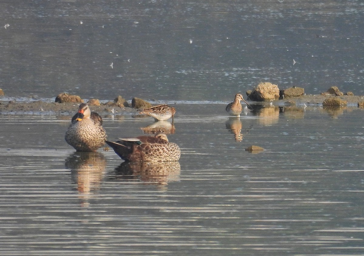 sibirbekkasin - ML652190374