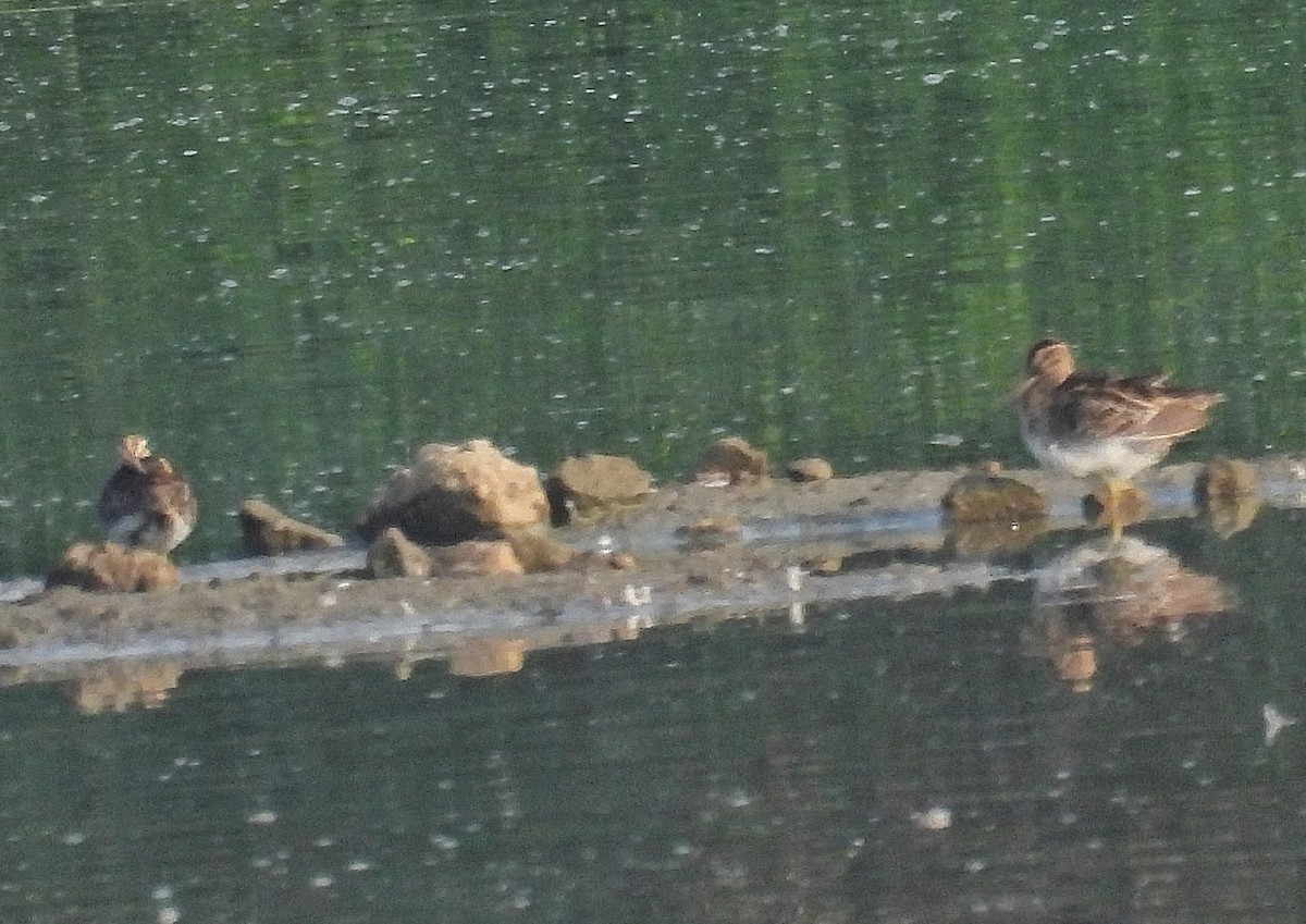 sibirbekkasin - ML652190375