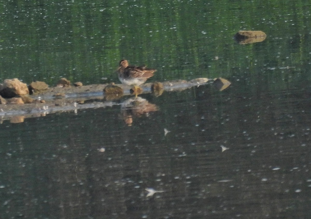 sibirbekkasin - ML652190376