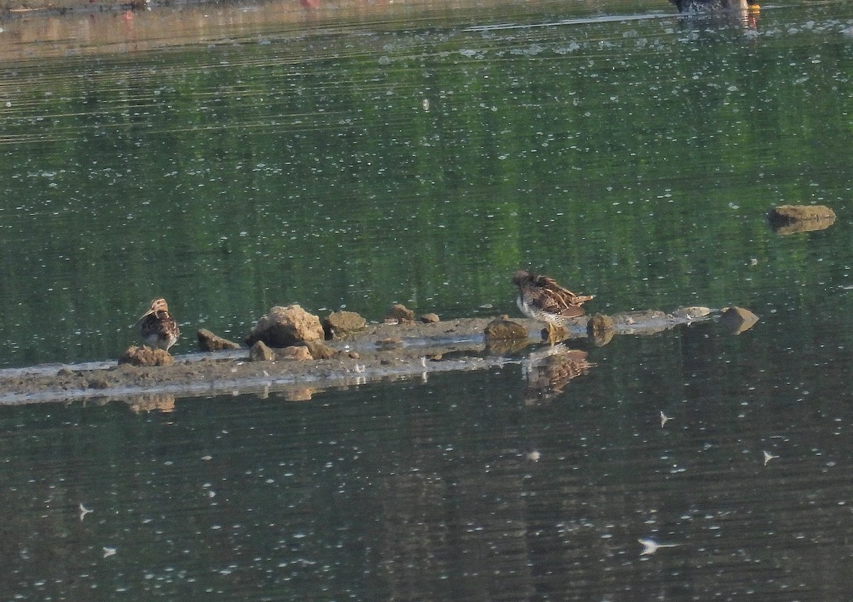 sibirbekkasin - ML652190377