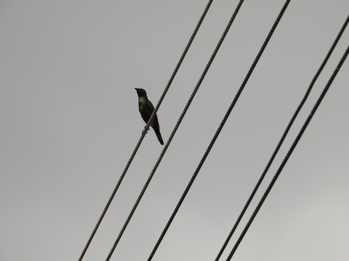 orientstær - ML652190378