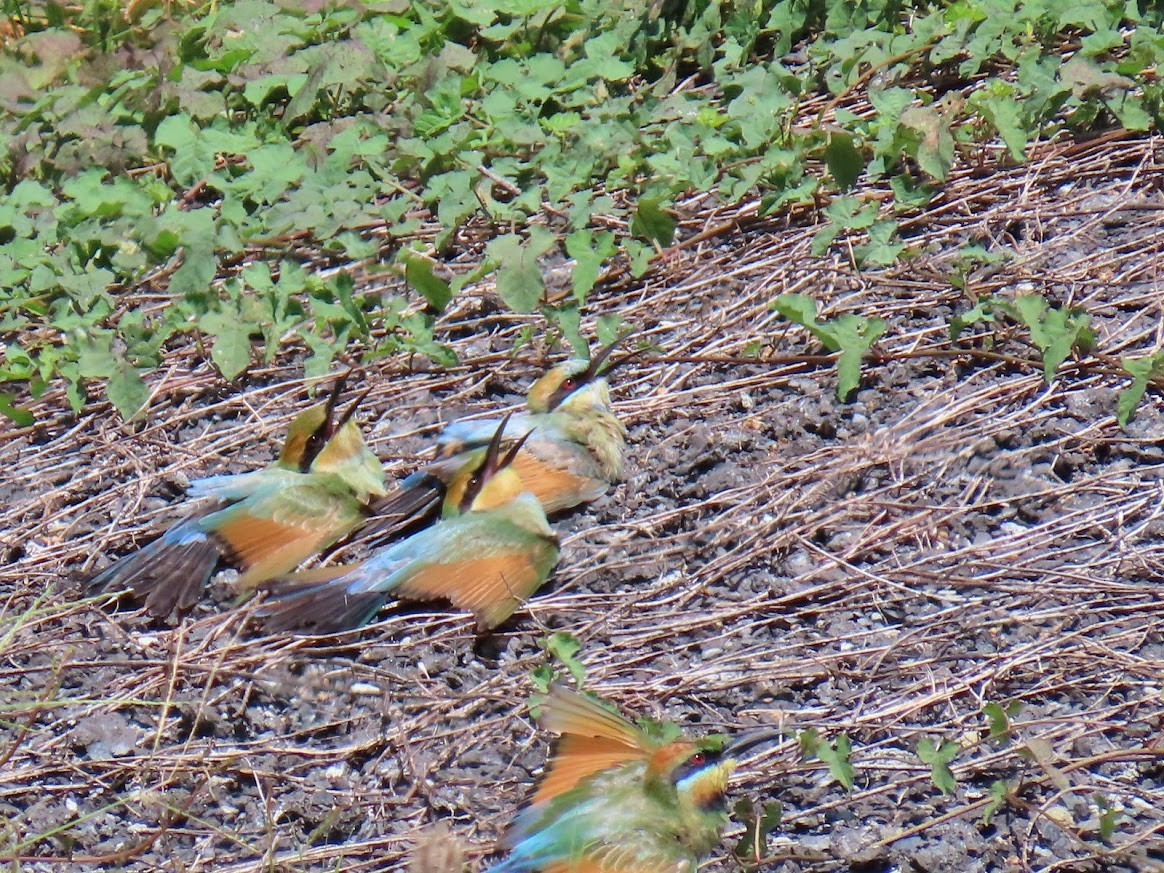 regnbuebieter - ML652190379