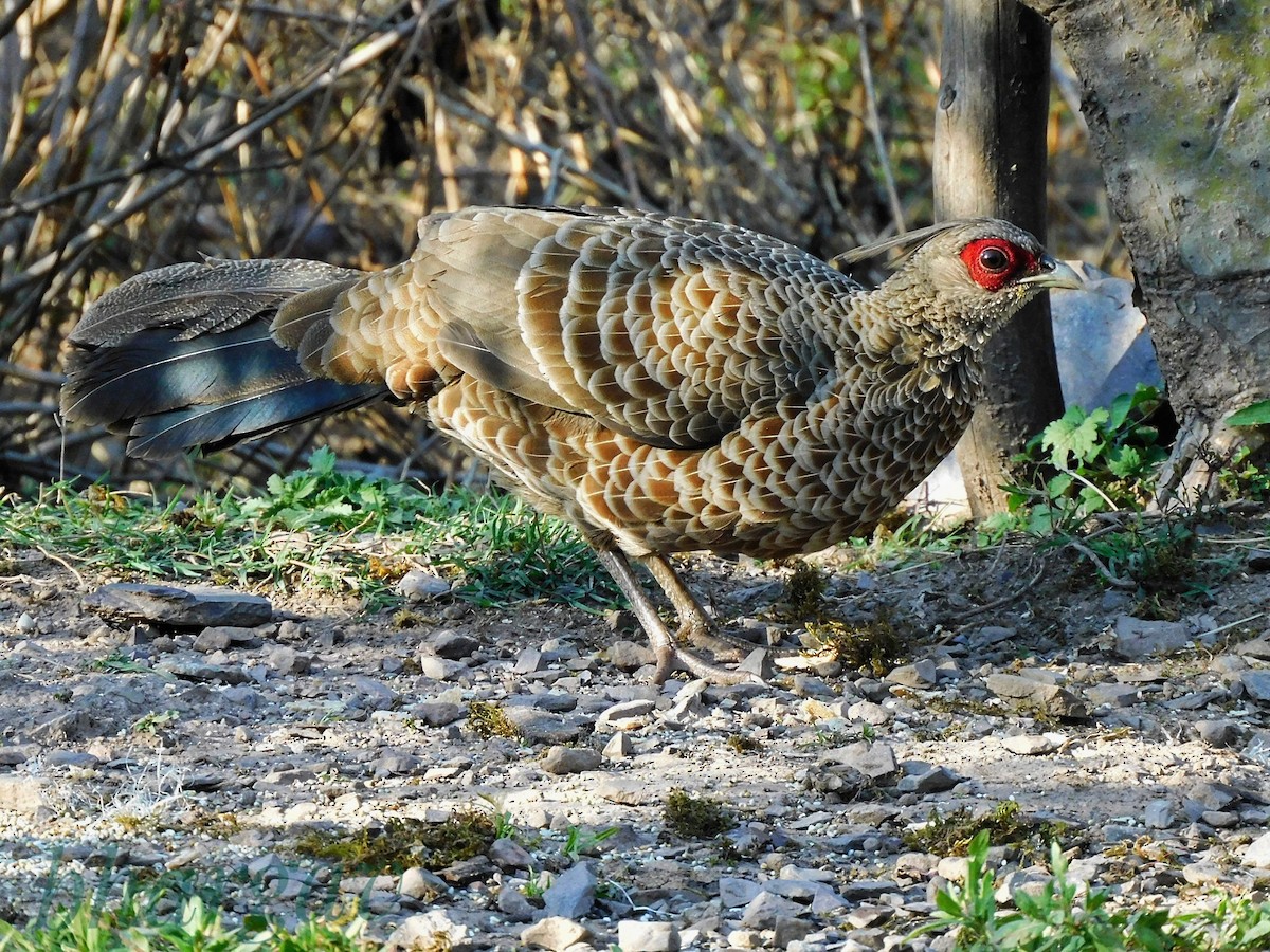 kalifasan - ML652190382