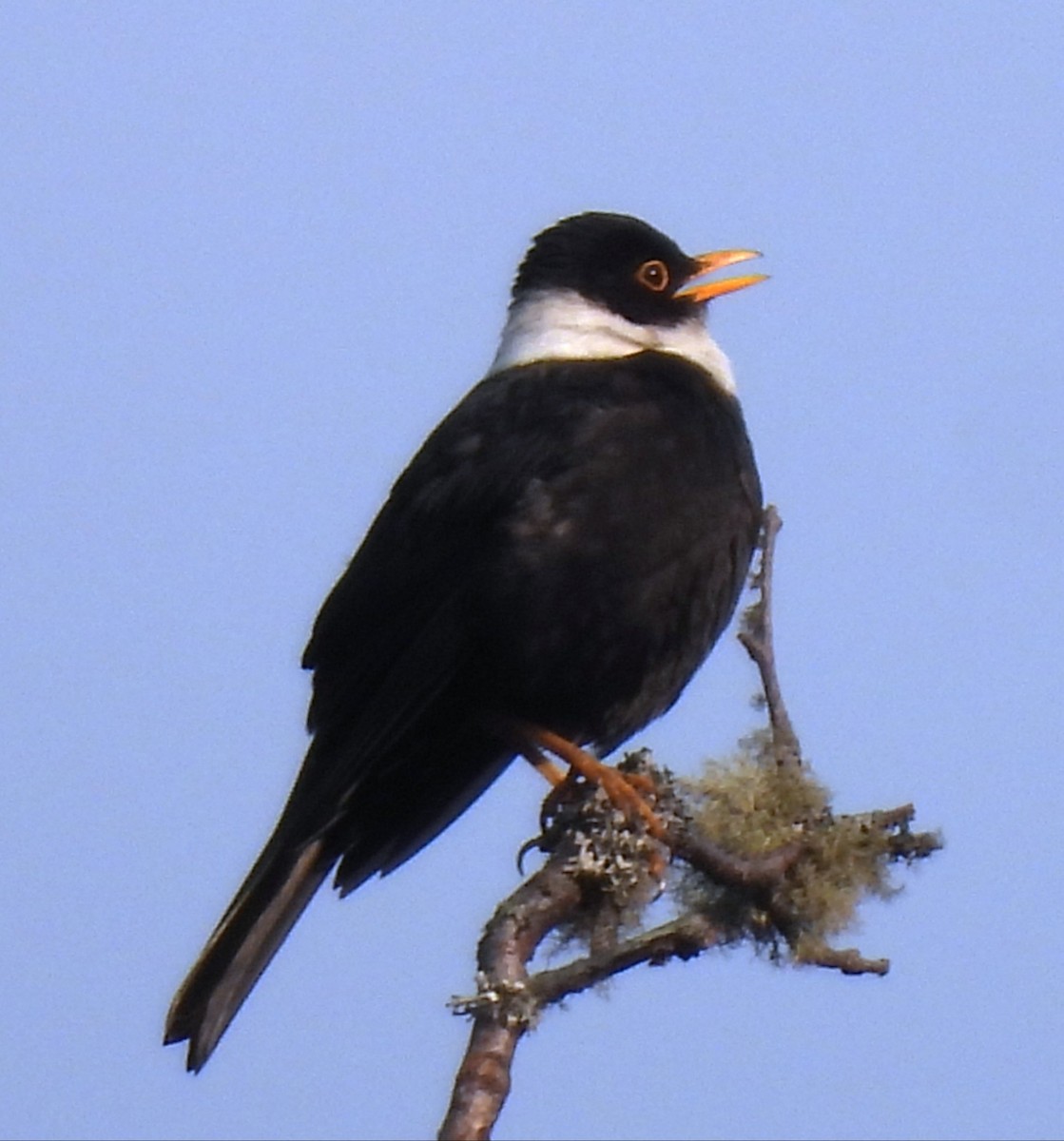 hvitkragetrost - ML652190383