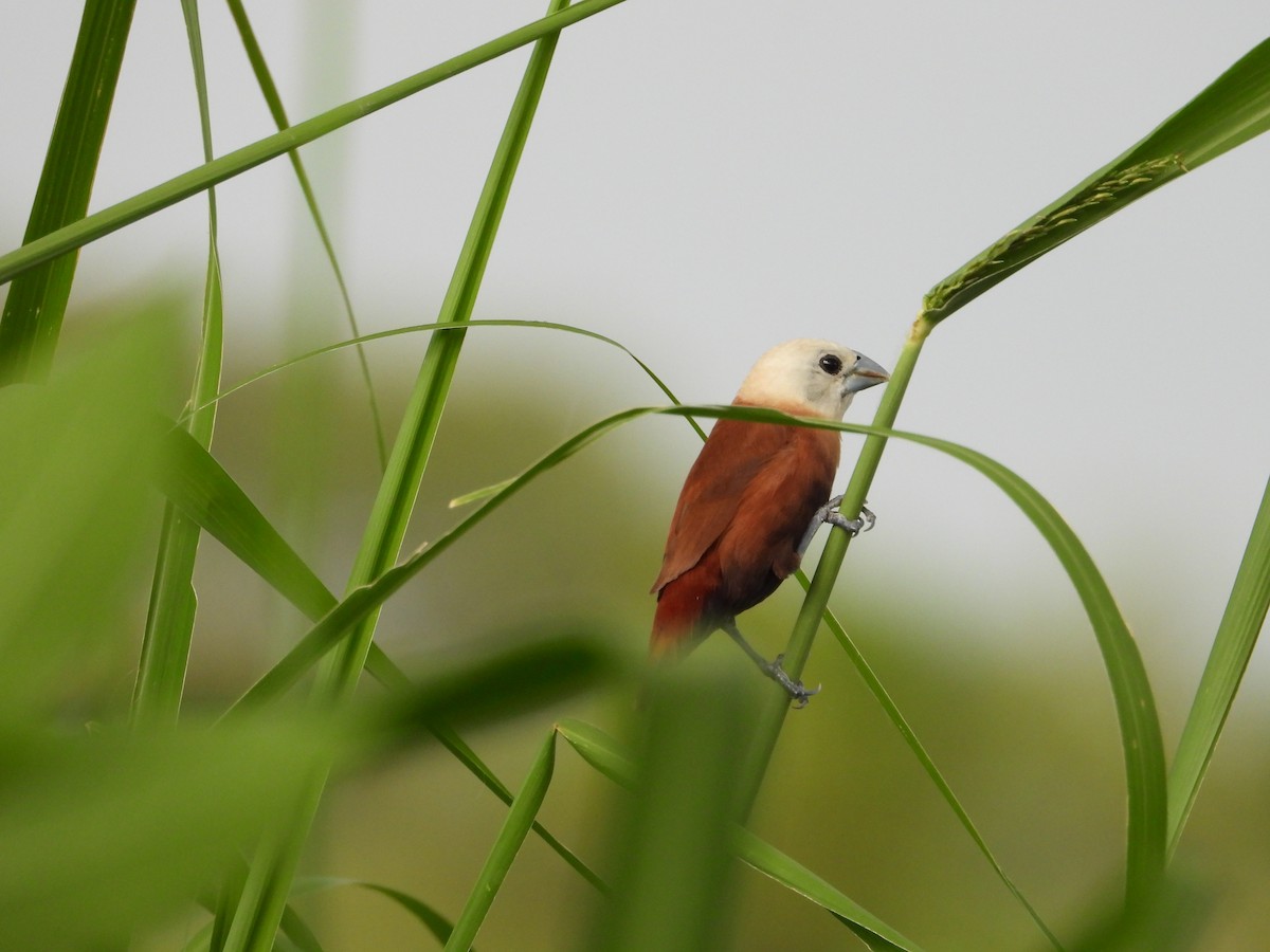 hvithodenonne - ML652190384