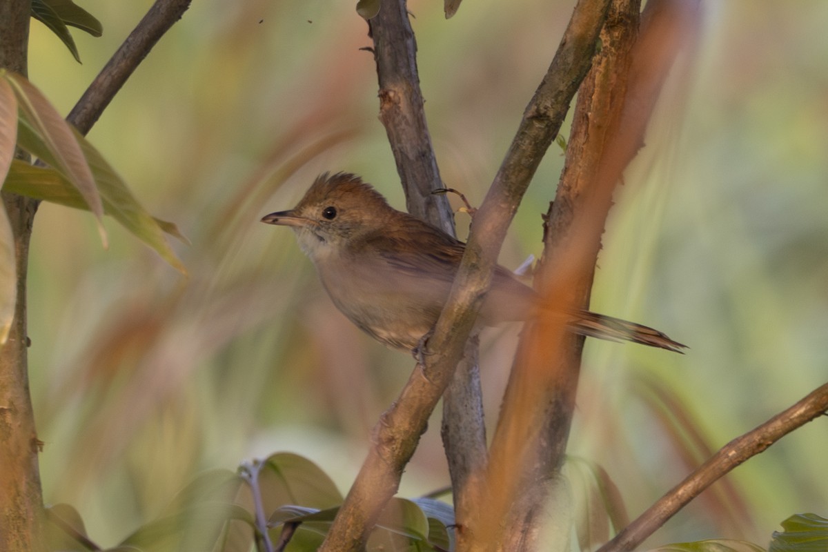 tykknebbsanger - ML652190387