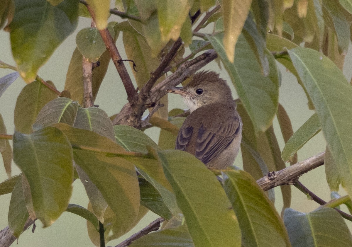 tykknebbsanger - ML652190388