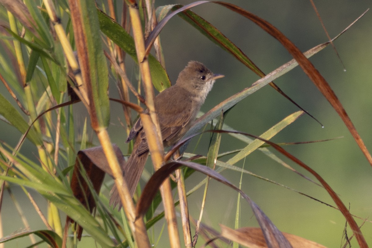 tykknebbsanger - ML652190389