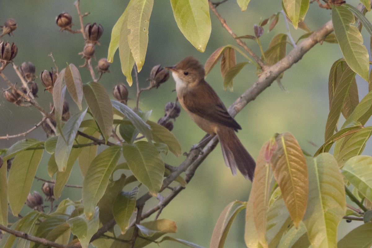 tykknebbsanger - ML652190390