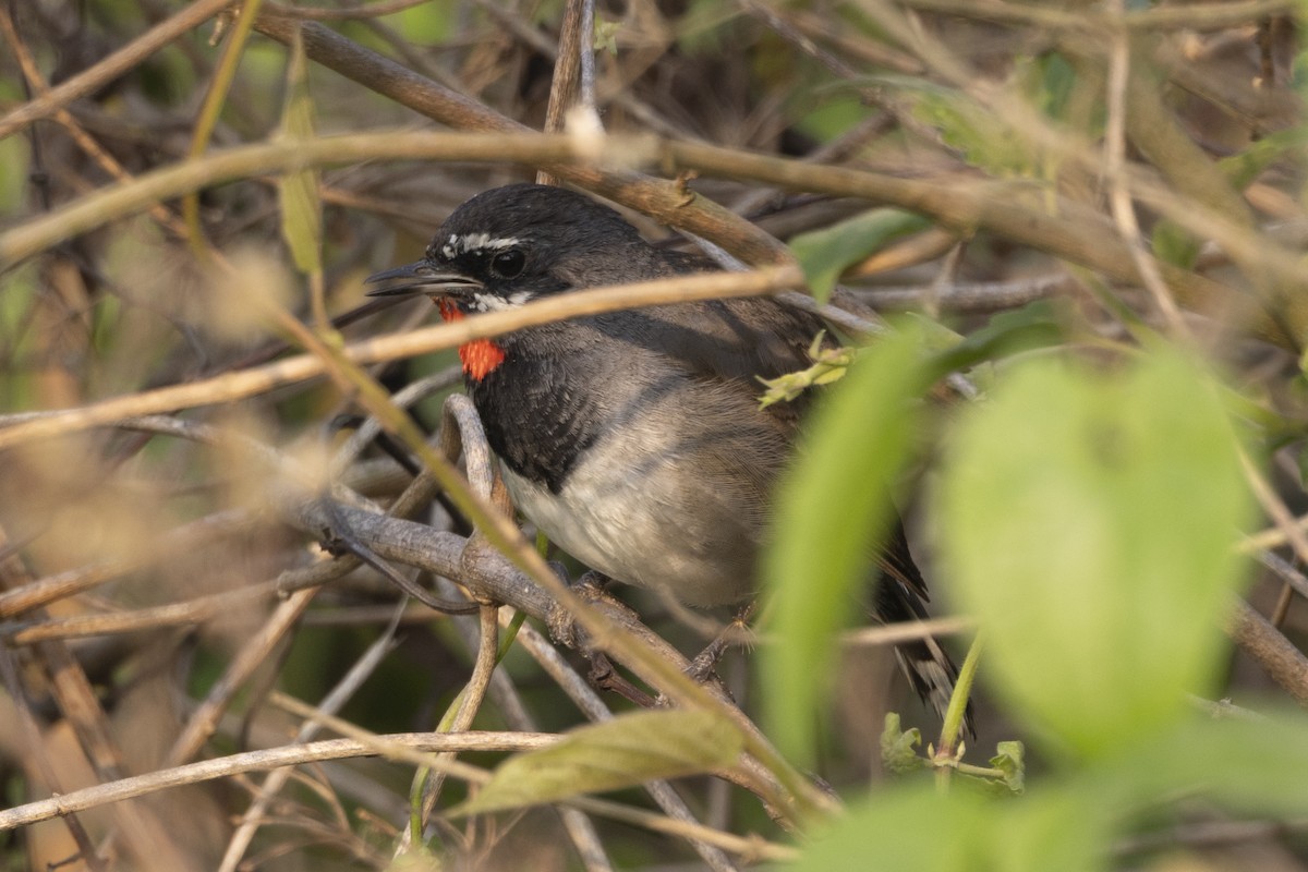 jaspisstrupe - ML652190391