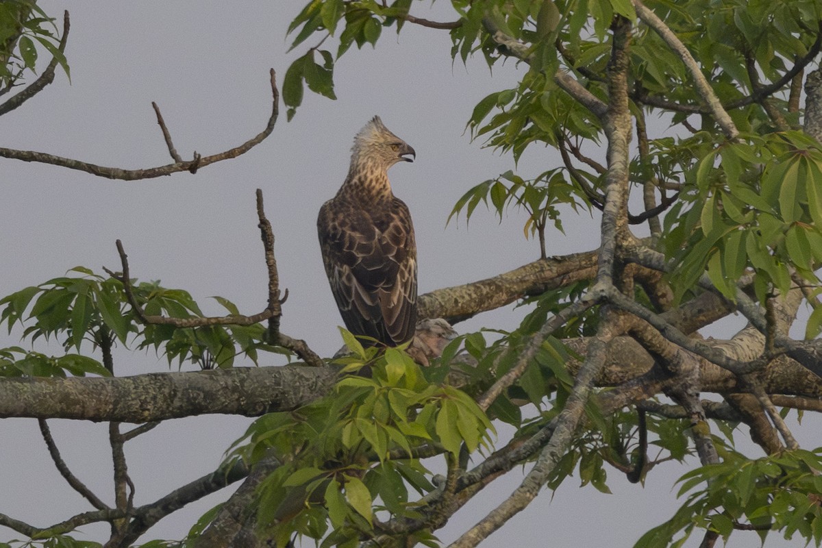 vekselskogørn - ML652190393