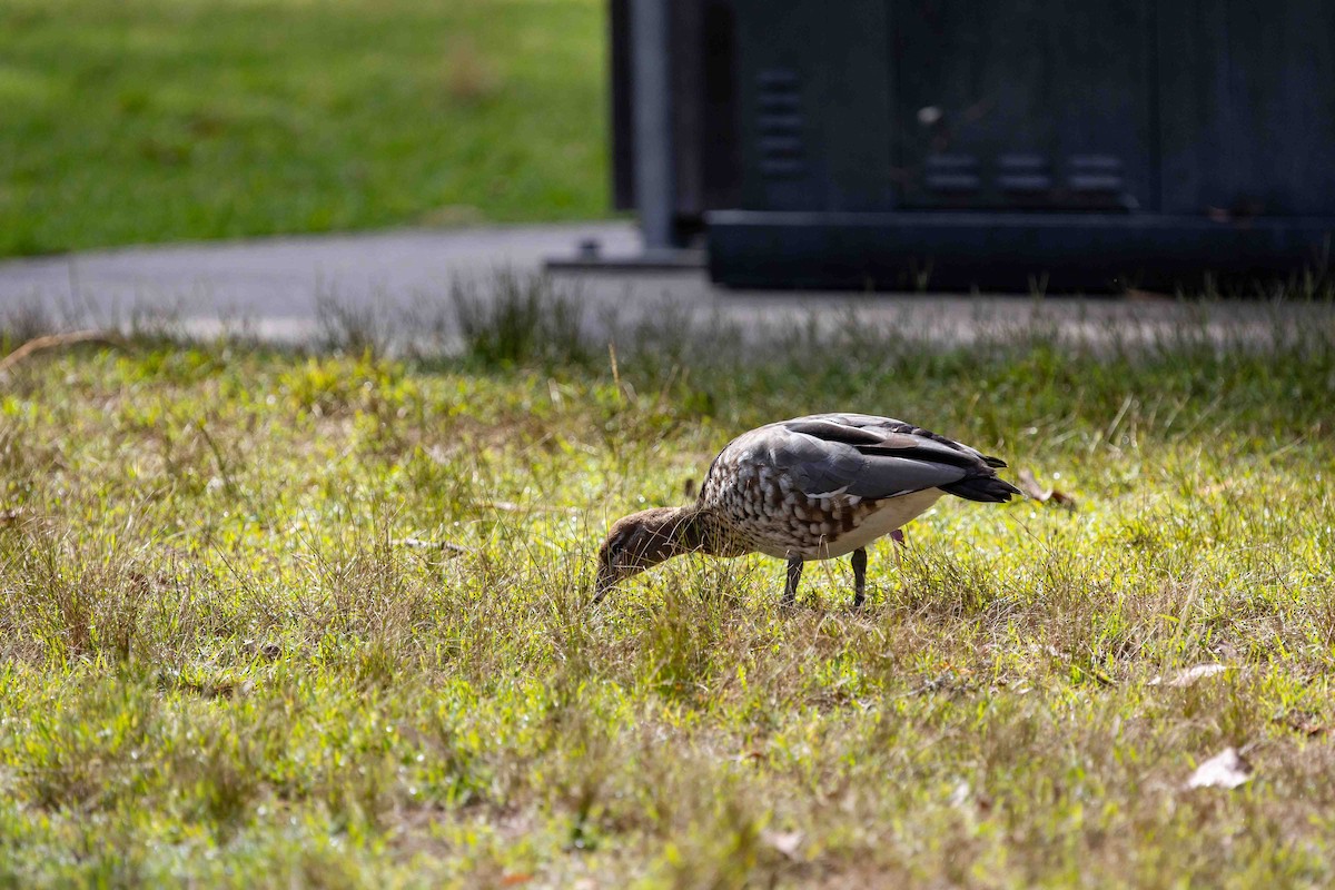 mankeand - ML652190394